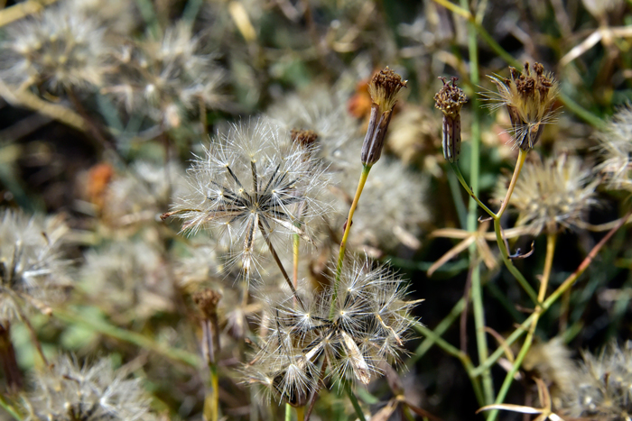 Slender Poreleaf flowers produce a modified one-seeded seed called a cypsela with a white, straw or pinkish colored slender bristles, known as a pappi. Porophyllum gracile